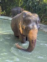 Majestic large elephant bathing in peaceful environment, enjoying refreshing splash in protected sanctuary. Wildlife conservation and natural habitat of exotic animals. photo