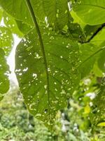 Close-up of a damaged green leaf with holes, showing insect damage and natural textures. Captured in natural sunlight against a blurred background of trees. photo