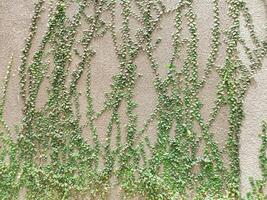 Lush Green Ivy Climbing Concrete Wall Texture Background. Perfect for nature, architecture, or design projects needing a touch of organic texture and vibrant color. photo