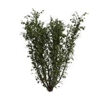 A tall bush with green leaves on a white background photo