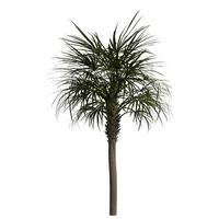 A short palm tree is shown on a white background photo