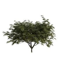A small green tree with leaves on it is shown photo