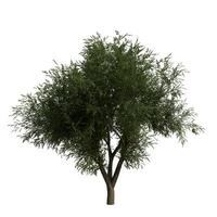 A green tree on a white background photo