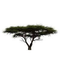 A very wide tree is shown on a white background photo