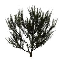 A small green tree is shown on a white background photo