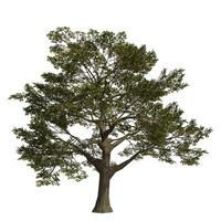 A large tree is shown on white background photo