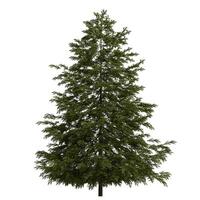 A green large evergreen tree is shown on a white background photo
