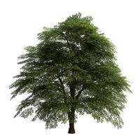A wide biig tree is shown on a white background photo