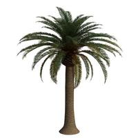A wide palm tree is shown on a white background photo