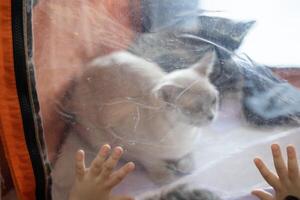 close up of a worn and scratched transparent vinyl window in an soft house with children's fingers on the surface eager to touch the cat in a cat show cage tent photo