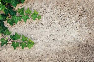 Ivy leaves contrasting with textured concrete background under natural light conditions photo