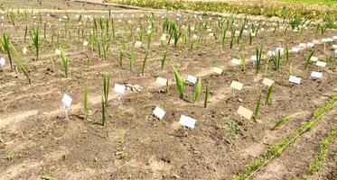 Plowed garden beds prepared for planting seedlings of flowers with neat interiors and abutment and marks like table names photo