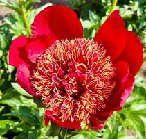 Beautiful variety of red Peony Walter Mains in the garden. Close up of blooming peony bud in botanical garden, summer sunny park. photo