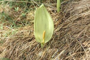 Italian arum at the foot of a tree in the mulch, real life photo, arum italicum, flower photo