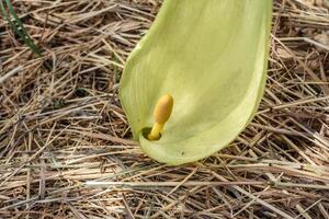 Italian arum at the foot of a tree in the mulch, real life photo, arum italicum, garden photo