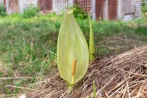 Italian arum at the foot of a tree in the mulch, real life photo, arum italicum, outdoor photo