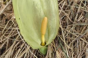 Italian arum at the foot of a tree in the mulch, real life photo, arum italicum, fresh photo