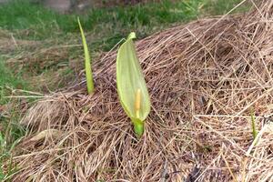 Italian arum at the foot of a tree in the mulch, real life photo, arum italicum, environment photo