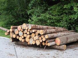 Stacked Timber Logs in a Forested Area for Processing and Delivery photo