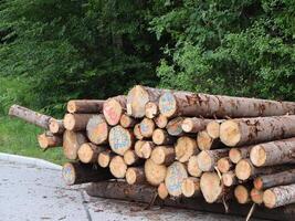 Stack of Logged Timber Placed by a Forested Area with Green Trees in View photo