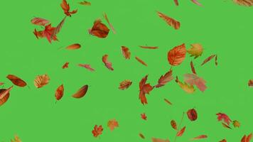 autunno le foglie caduta su verde schermo, 3d animazione per composizione, senza soluzione di continuità ciclo continuo video