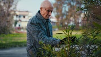 Elderly Man Touches and Examines the Leaves of a Plant in the Park video