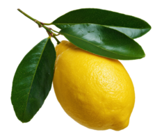 Whole yellow lemon with green leaves image isolated transparent. Vitamin C citrus limon cut out . Lemonade ingredient. Sour fruit cutout element object photography png