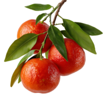 Orange mandarins on tree branch with leaves image isolated transparent. Ripe clementines cut out . Orchard harvest. Vitamin C citrus reticulata tangerina fruit cutout object png