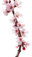 Cherry blossom branch with delicate blooms on a simple backdrop for spring vibes png