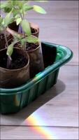 Rainbow Light On DIY Tomato Seedling Pots. video