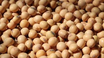 soy beans are piled up in a pile, closeup of a soybeans video