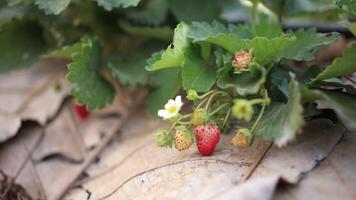 strawberries growing on the ground in a garden video
