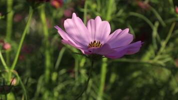 a single pink flower is in the middle of a field video