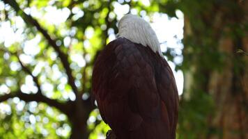 a bald eagle sitting on a branch in front of a tree video