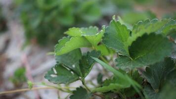 a close up of a strawberry plant with green leaves video
