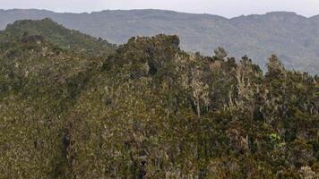 Dense alpine vegetation on Kilimanjaro rugged slopes video