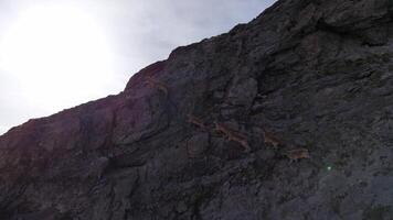 Aerial shot of West Caucasian turs in high-altitude mountain range video
