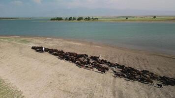 Aerial view of shepherd driving cattle herd along sandy reservoir shoreline video