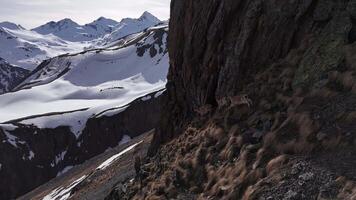 West Caucasian turs standing on steep mountain ledges video