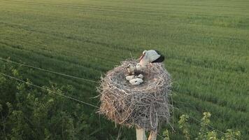Aerial view of stork nest on high pole with chicks over fields in rural video