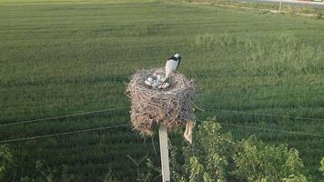 Aerial view of stork feeding chicks in nest on a high pole over fields video