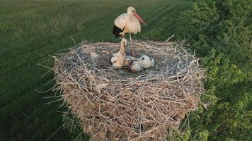 White stork stands watchful as chicks gather in nest built high above fields video