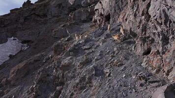 West Caucasian turs climbing steep mountain paths in Russia video