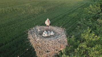 blanc cigogne permanent dans grand nid avec poussins au dessus vert des champs video