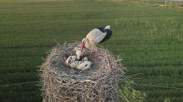 White stork feeding multiple chicks in nest high above fields in Uzbekistan video