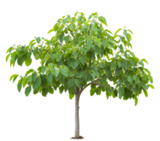 exuberante verde árvore natureza cena botânico isolado em transparente fundo png