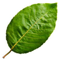 exuberante verde folha dentro natureza botânico isolado em transparente fundo png