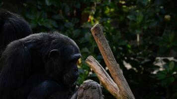 Monkey chimpanzee yawning showing all his teeth and fangs - Pan troglodytes video