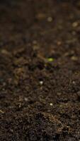 A close up of small plants growing in the soil. video