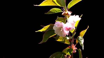 Sakura blooming on a sunny day alpha transparent background video